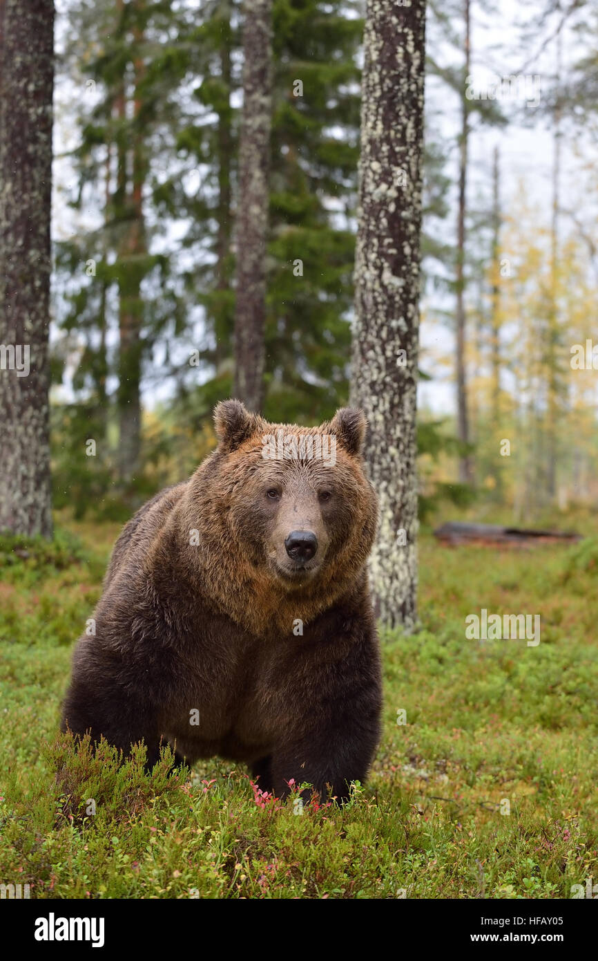 Brauner Bär mit nassem Fell nach dem Regen im Wald Stockfoto