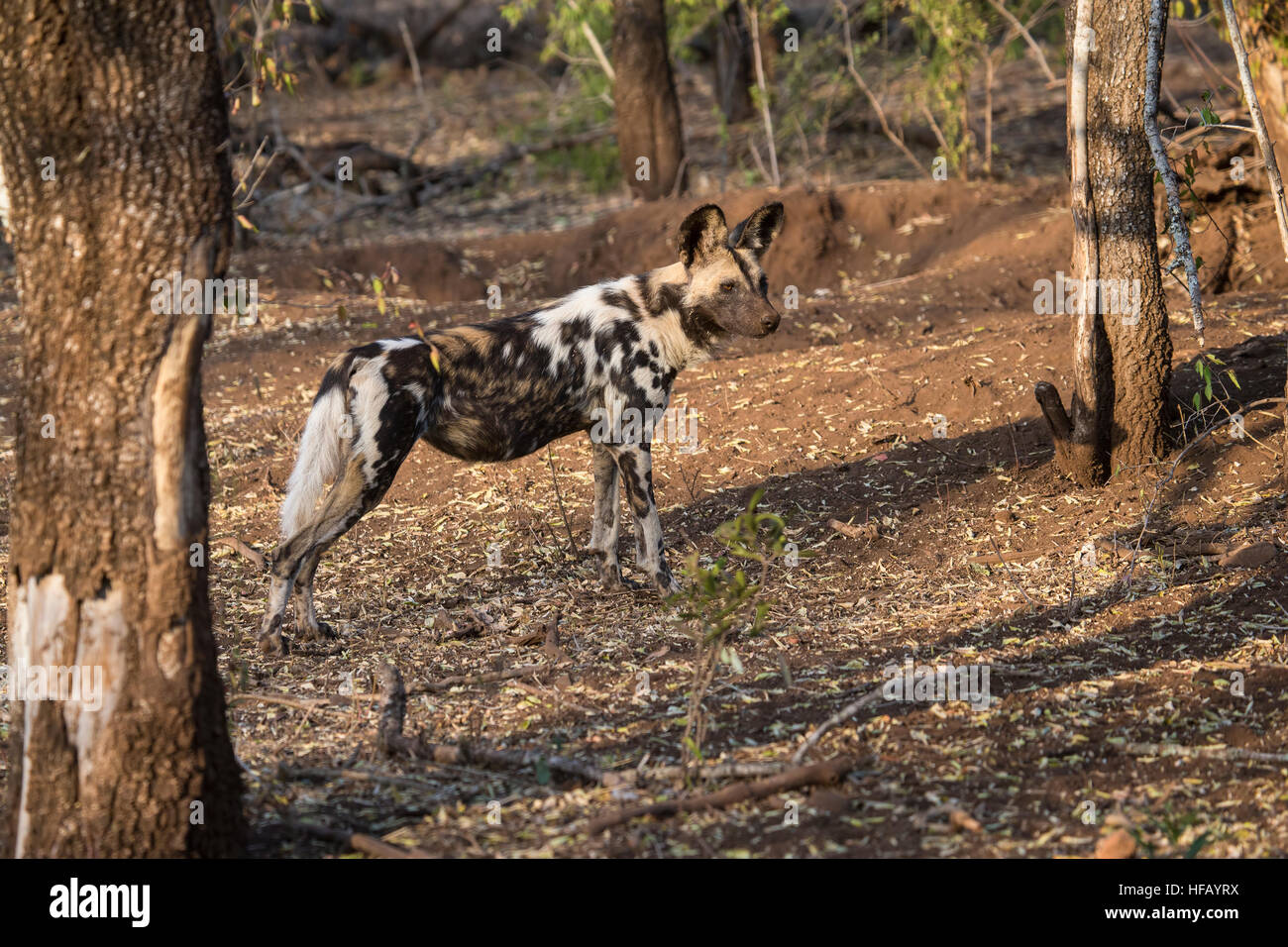 Afrikanischer Wildhund LYKAON Pictus Painted Hund Jagdhund in einem Gebüsch in Südafrika Stockfoto