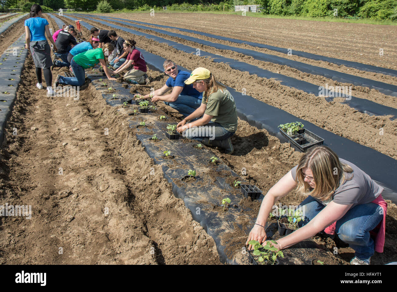 Menschen, die in einem großen Gemüsegarten Stockfoto