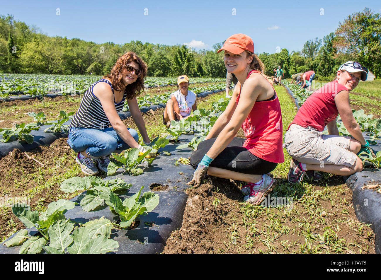 Menschen, die in einem großen Gemüsegarten Stockfoto