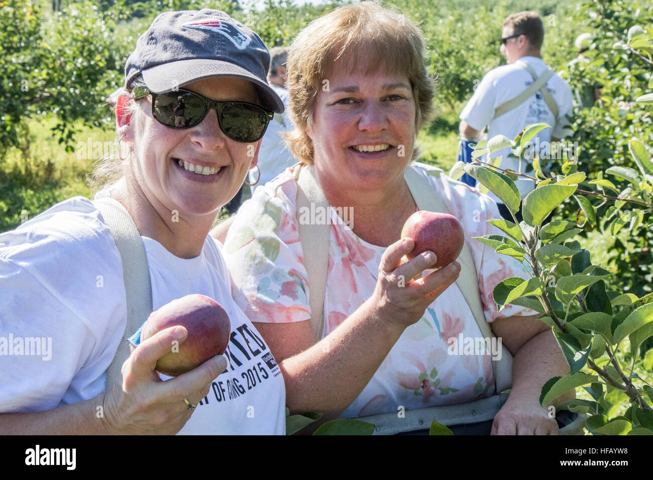 Zwei Frauen, die Äpfel pflücken Stockfoto