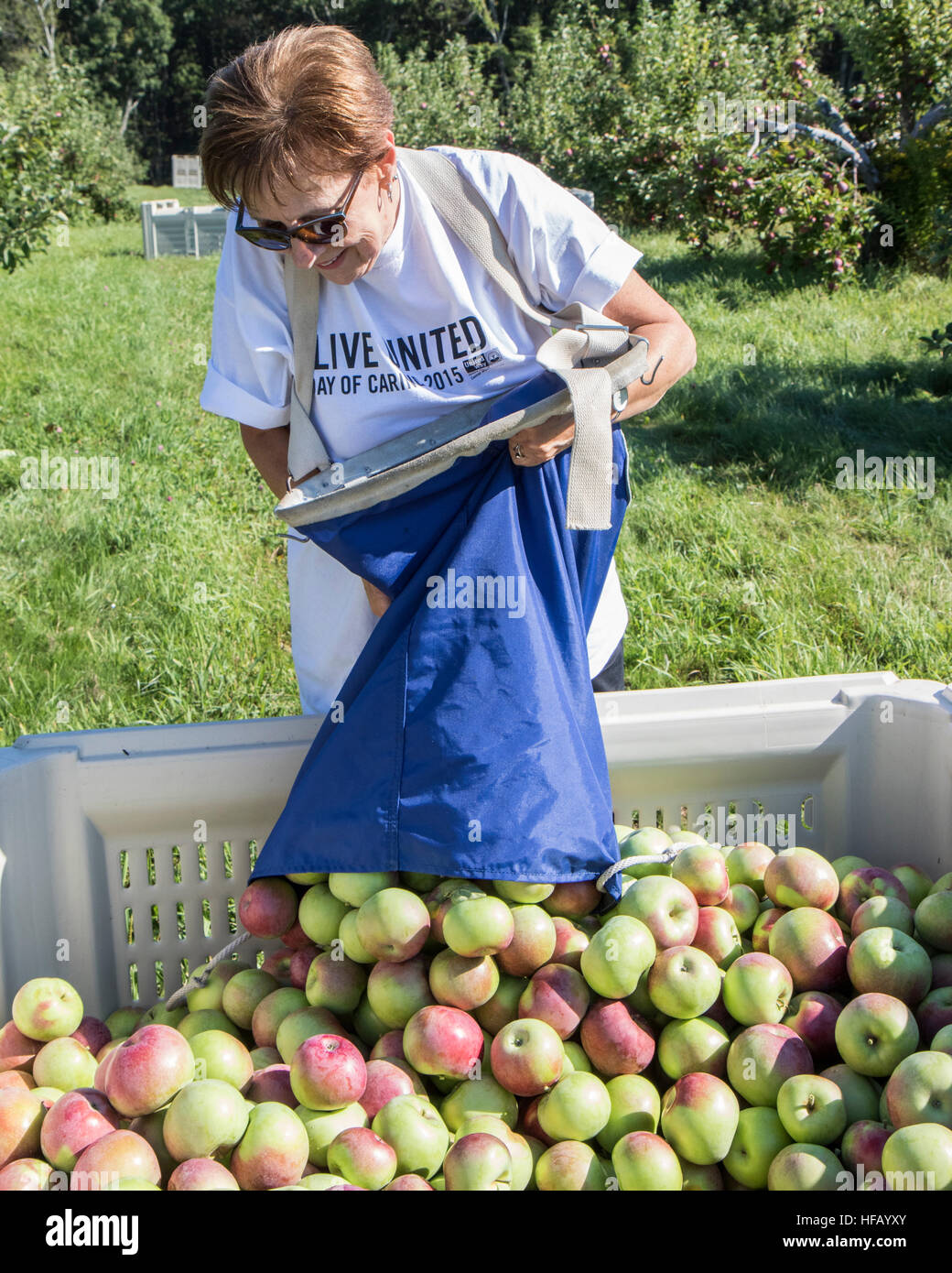 Frau dumping ihre gerade gepflückten Äpfel in einer Kiste Stockfoto