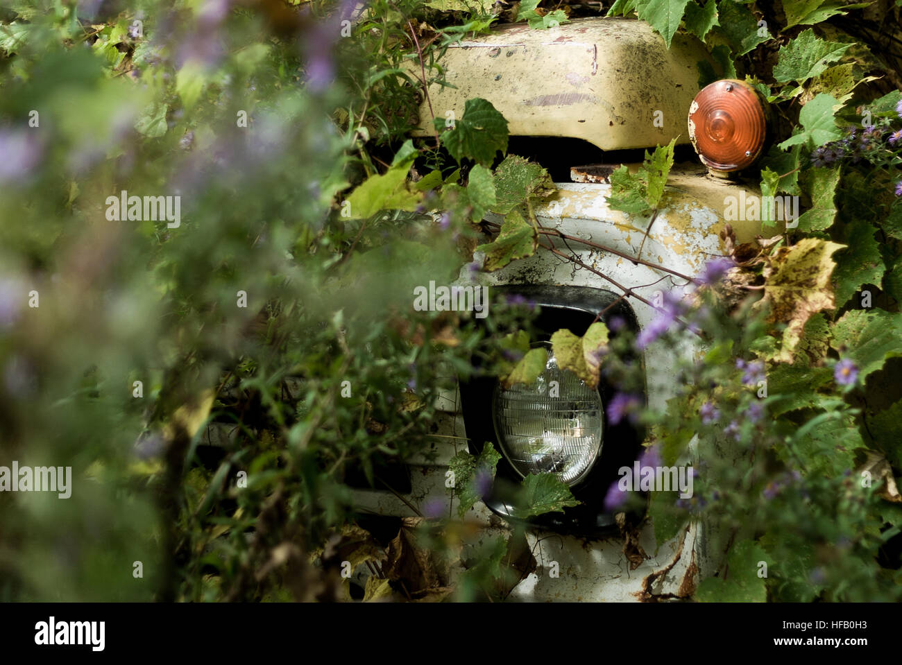 Ein alte Arbeit LKW abgeladen in einem Waldgebiet ist bewachsen mit Bäumen und Blättern, die fast vollständig zu verbergen. Stockfoto