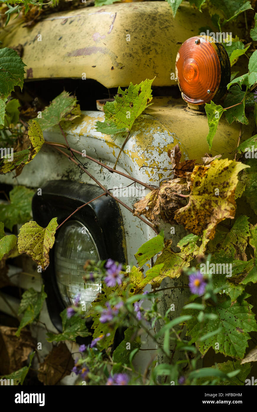 Ein alte Arbeit LKW abgeladen in einem Waldgebiet ist bewachsen mit Bäumen und Blättern, die fast vollständig zu verbergen. Stockfoto