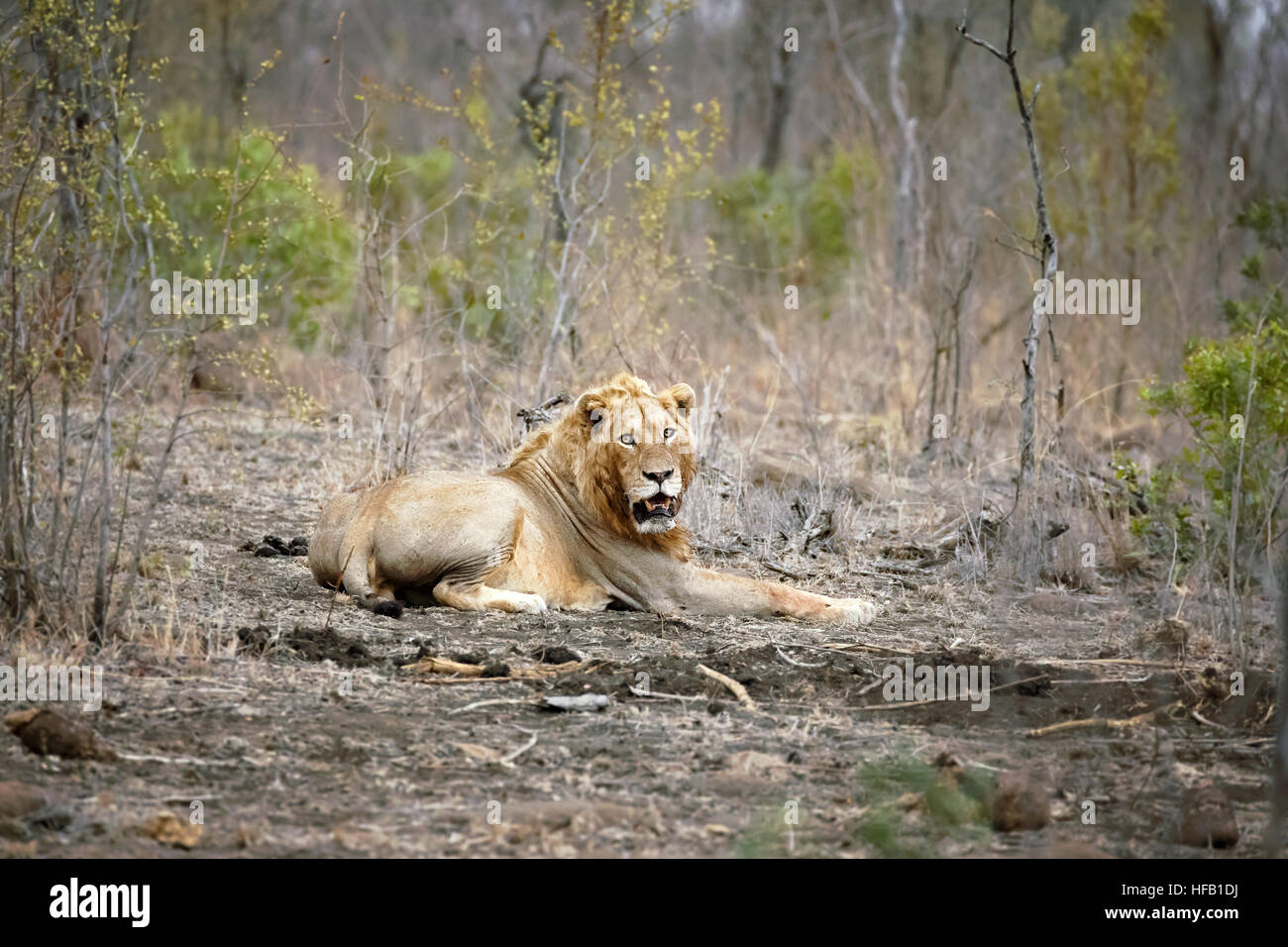 Ein einsamer männlicher Löwe schaut in die Kamera, im Krüger Nationalpark, Südafrika. Der Löwe gehört zu den großen 5 Spiel Tiere. Stockfoto