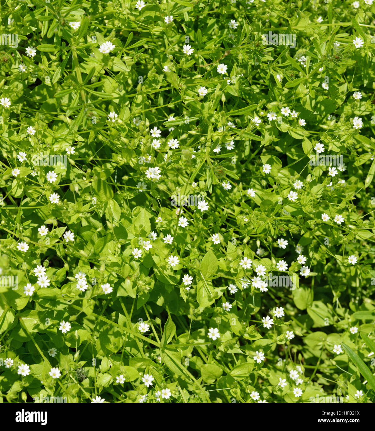 Dicht blhende feine Unkraut mit vielen kleinen weien Rschen als  natrlichen Hintergrund Stockfotografie - Alamy