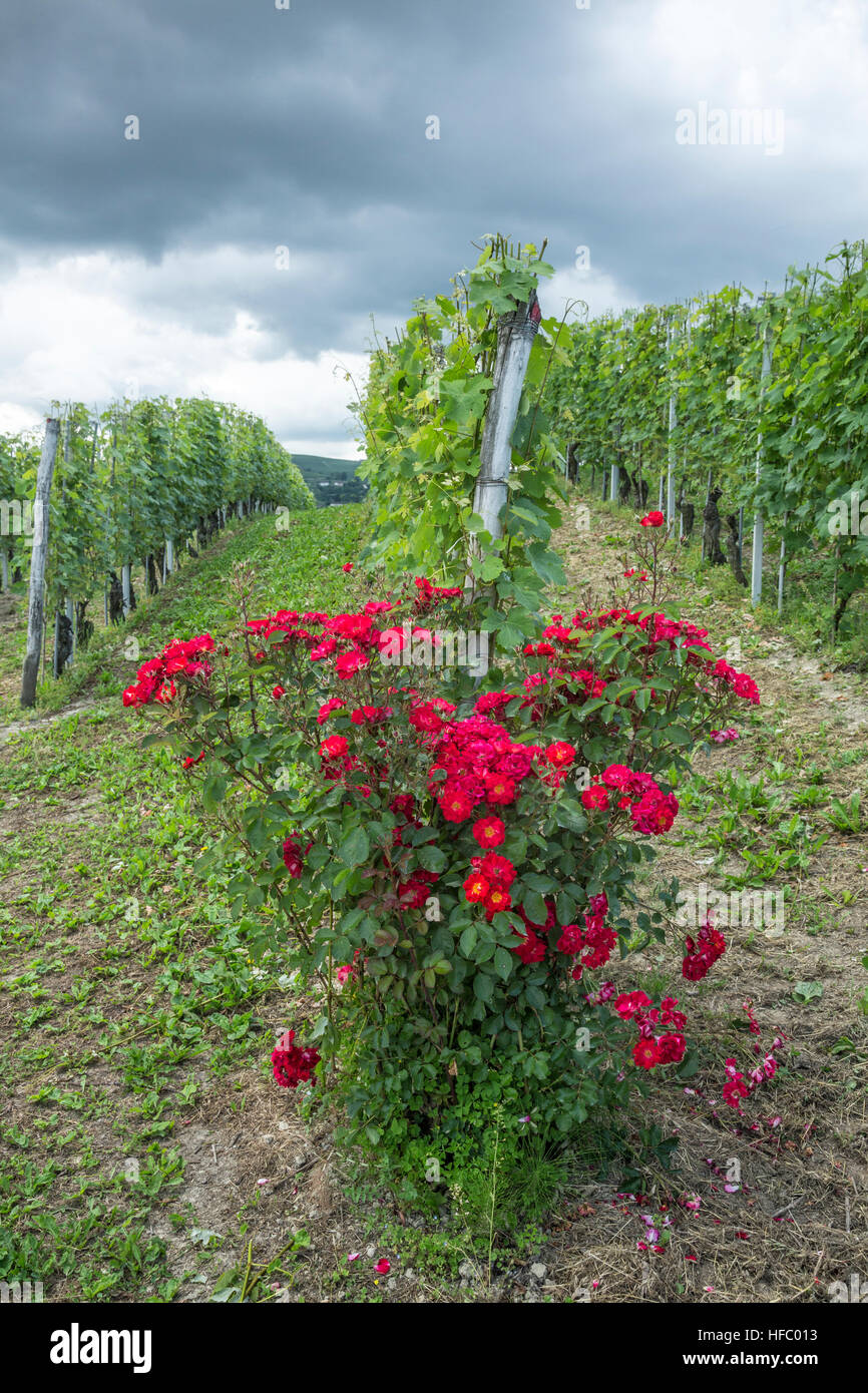 Stieg Busch im Weinberg, Barbaresco, Piemont, Italien. Rosen zeigen die Gesundheit der Reben. Stockfoto