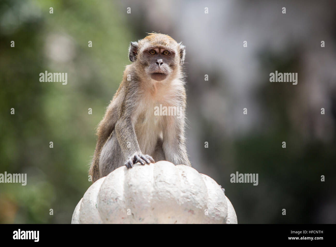 Ein Longtail-Makaken-Affen entspannt außerhalb Batu Caves Hindu-Tempel in Kuala Lumpur, Malaysia Stockfoto