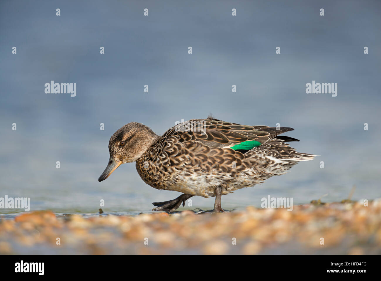 Petrol / Krickente (Anas Vogelarten), weibliche Ente, in Zucht Kleid, zu Fuß über eine Muschel-Bank, auf der Suche nach Nahrung. Stockfoto