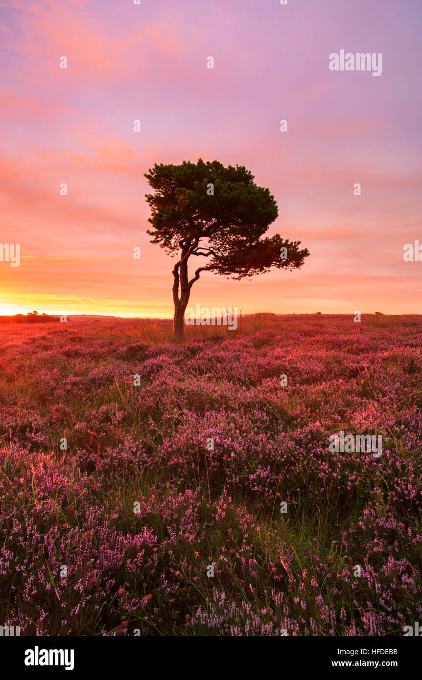 Eine einsame Kiefer unter die Heide bei Sonnenaufgang. North York Moors National Park, North Yorkshire, UK Stockfoto