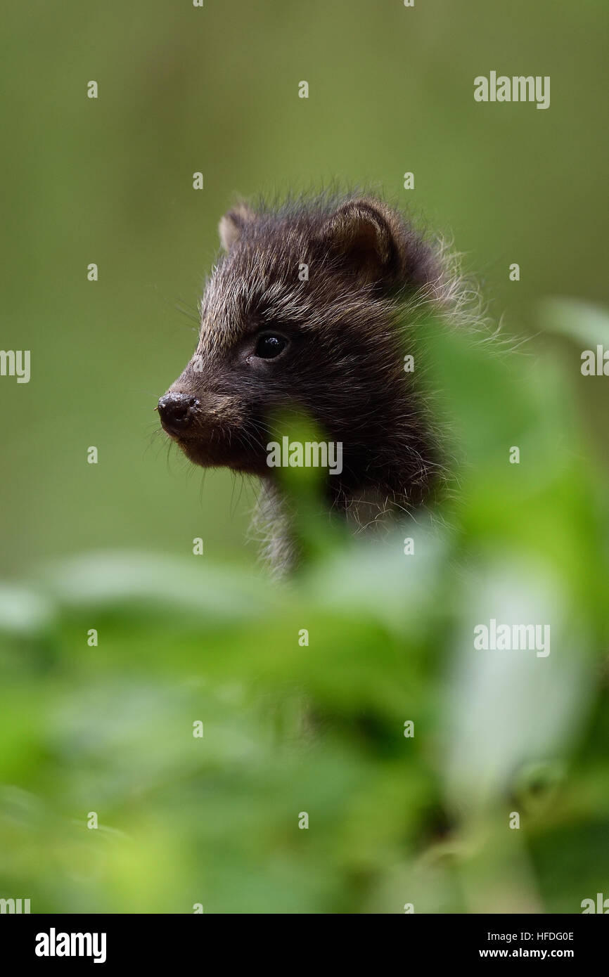 Waschbär Hund Kit. Waschbär Hund Welpen. Baby Tier. Niedliche Tier