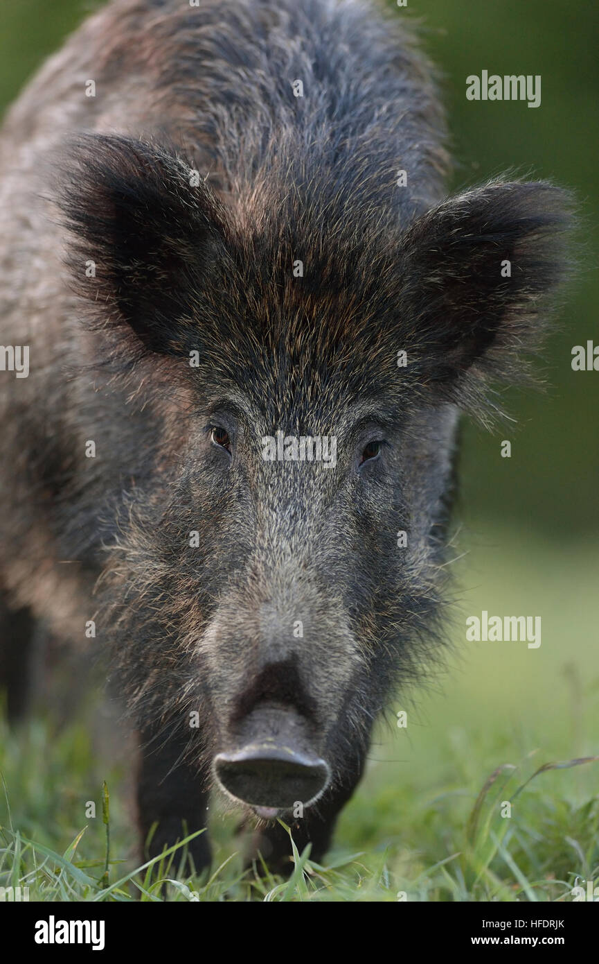 Wildschwein-Nahaufnahme Stockfoto
