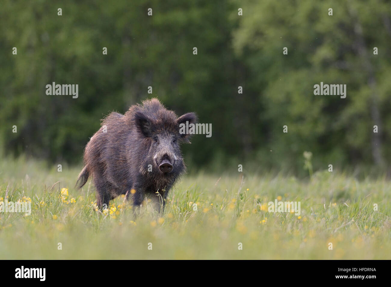Wildschwein auf der Wiese Stockfoto