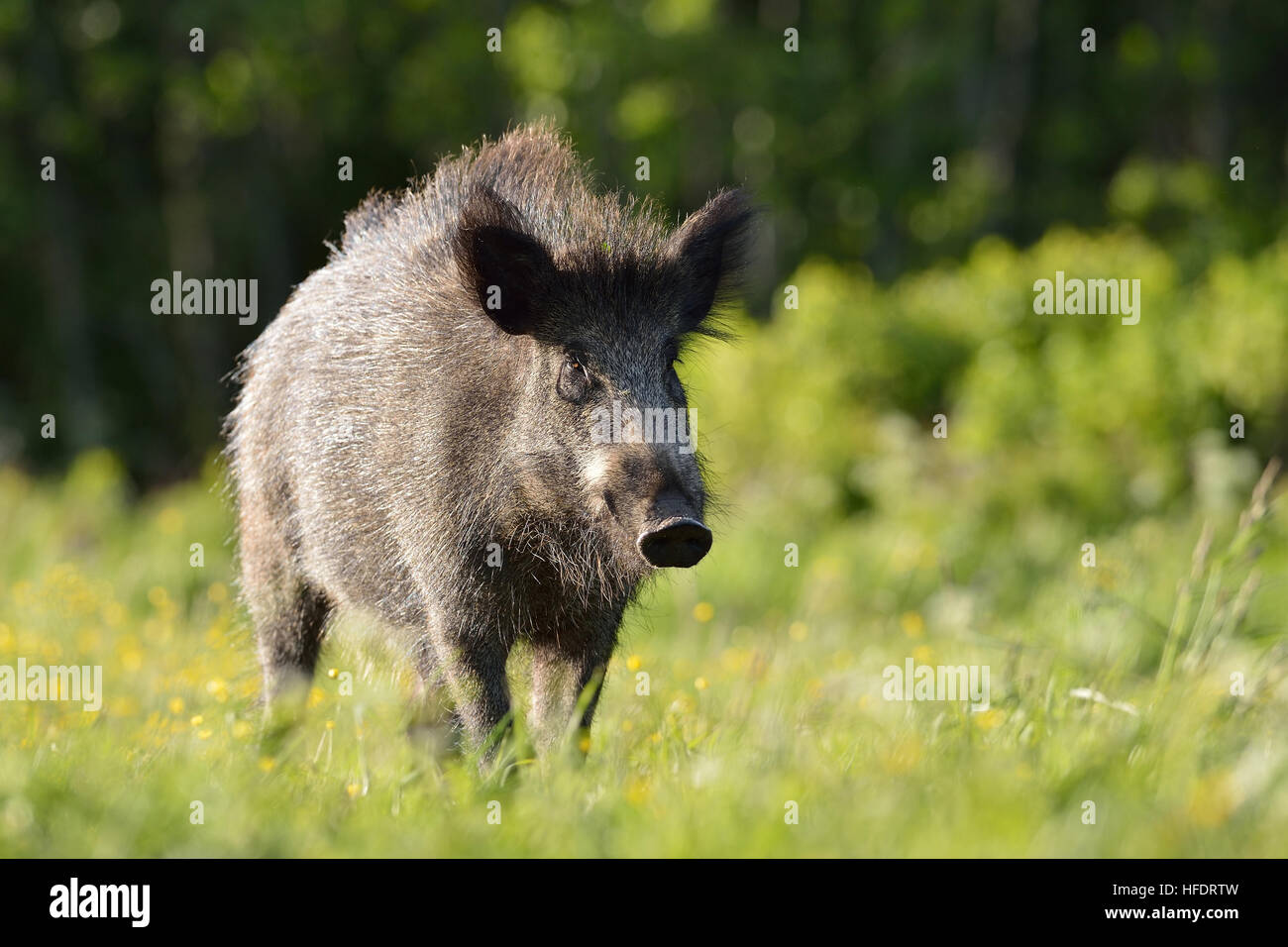 Wildschwein auf der Wiese Stockfoto
