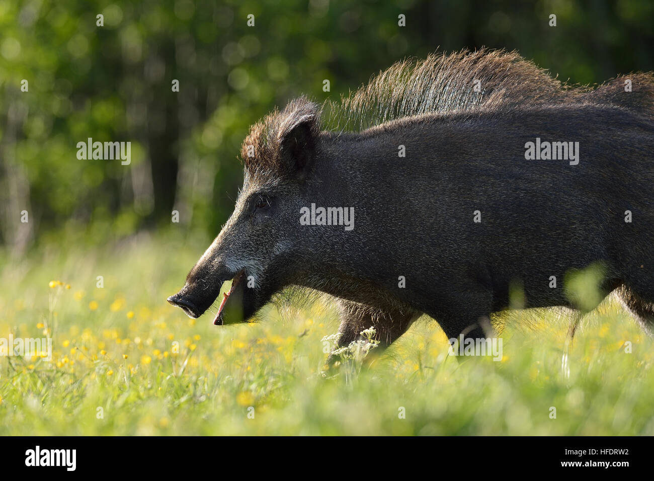 Wildschwein zu Fuß auf der Wiese Stockfoto