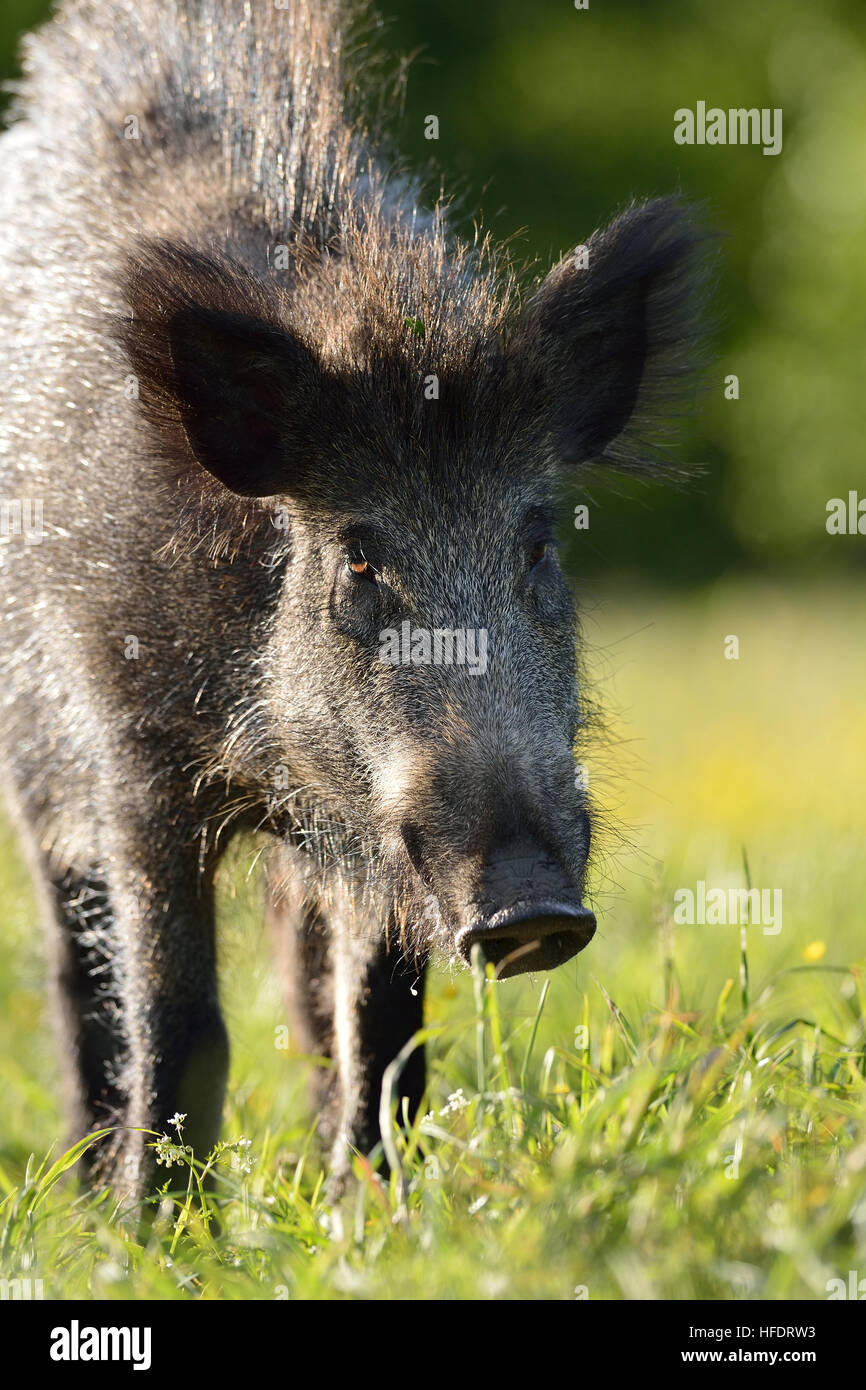 Wildschwein Stockfoto