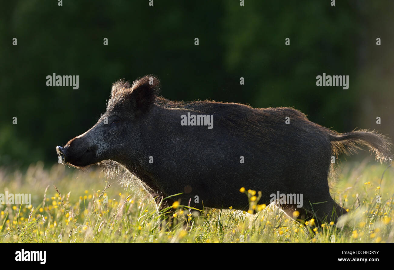 Wildschwein Stockfoto