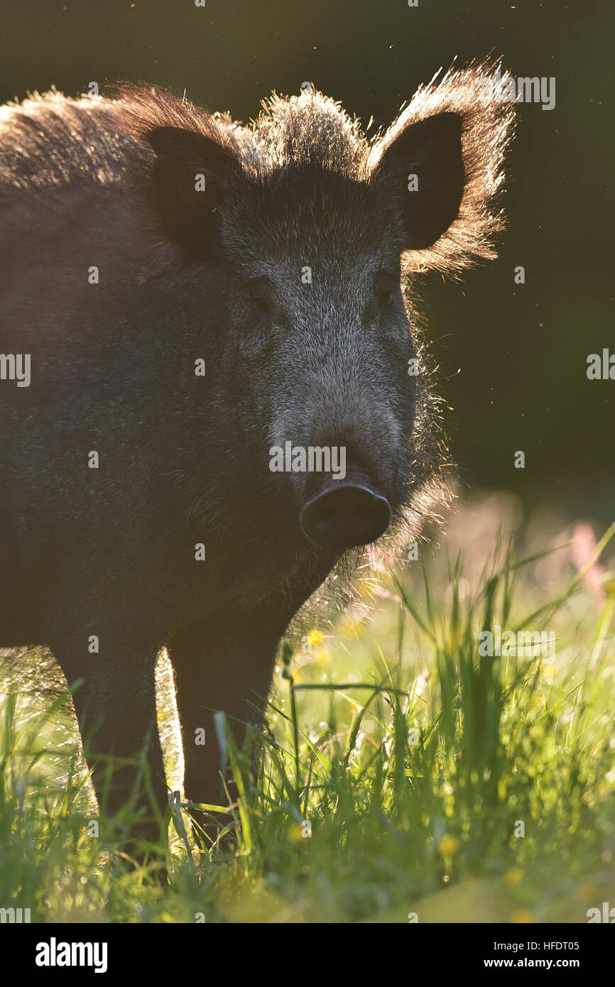 Wildschwein-Porträt in Contra Licht am Sommer. Stockfoto