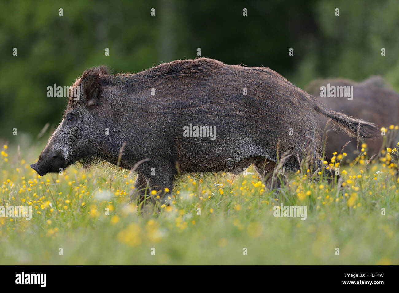 Wildschwein auf blühende Feld Stockfoto