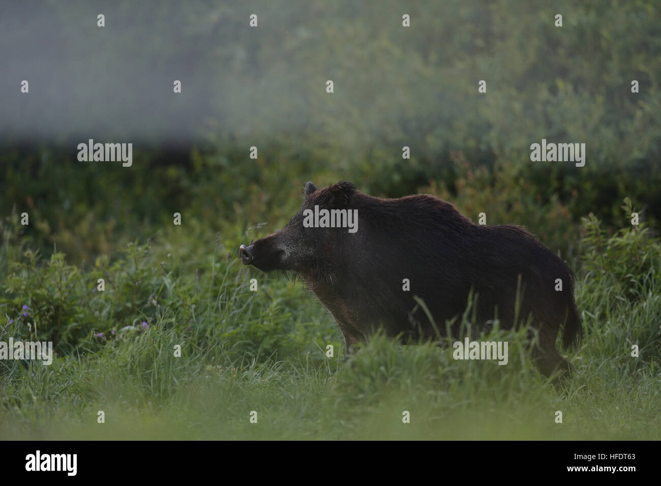 Wildschwein auf dem Gebiet mit Wald-Hintergrund Stockfoto