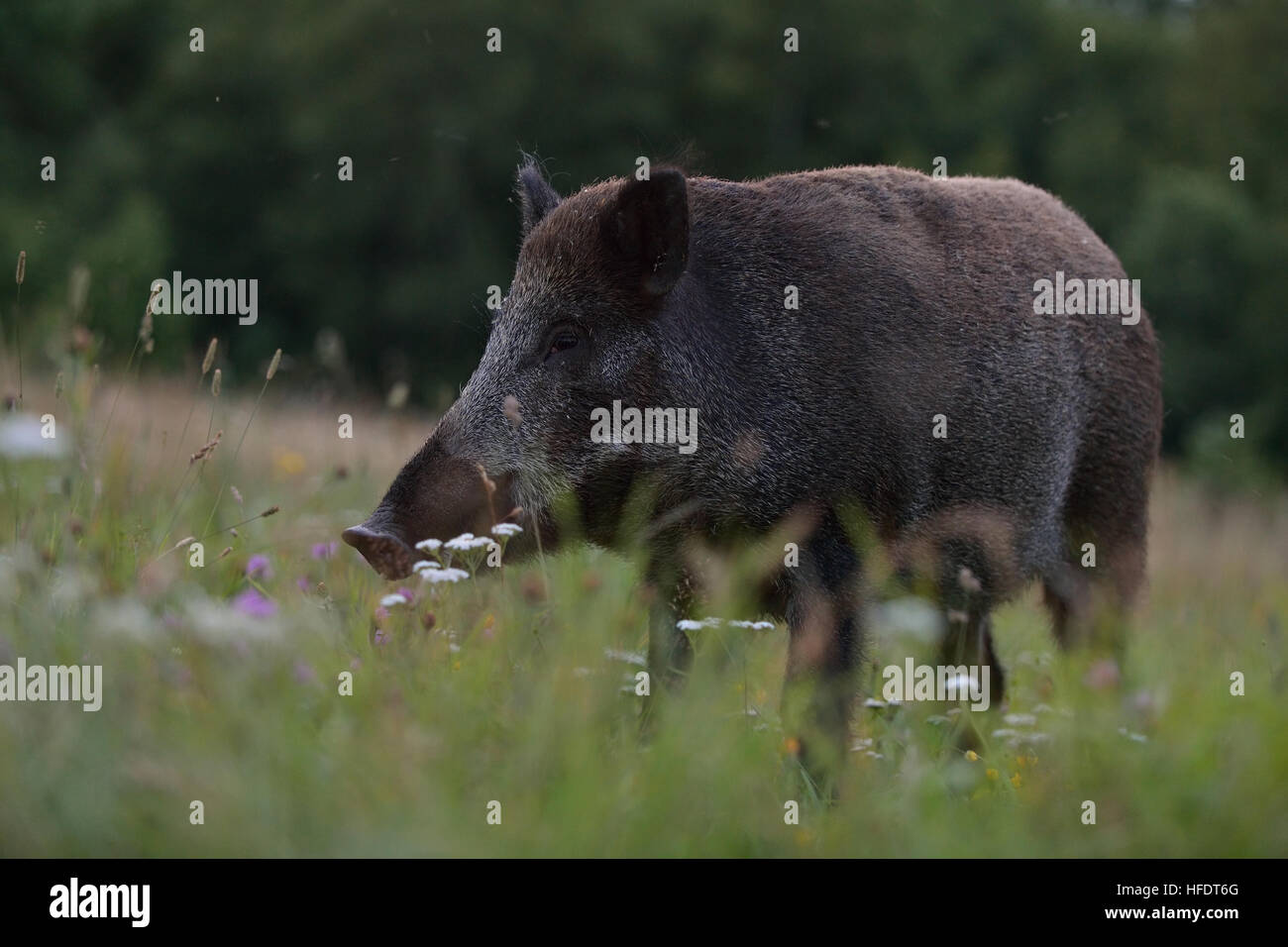 Wildschwein Stockfoto