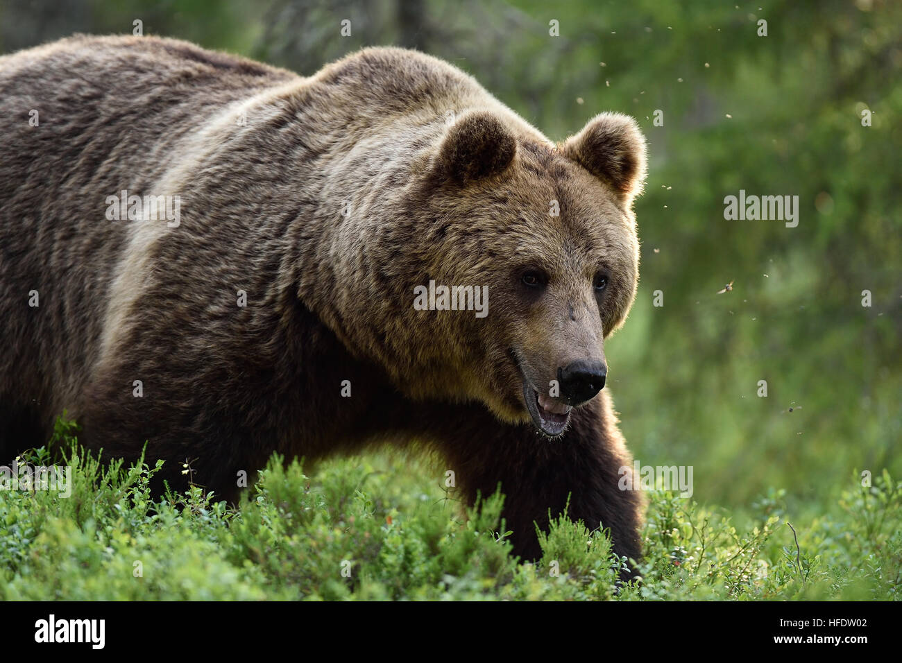 Schuss von große männliche Braunbären in der finnischen Taiga zu schließen Stockfoto