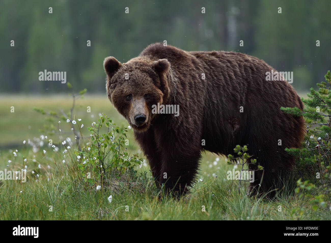 große männliche Braunbären in finnischen taiga Stockfoto