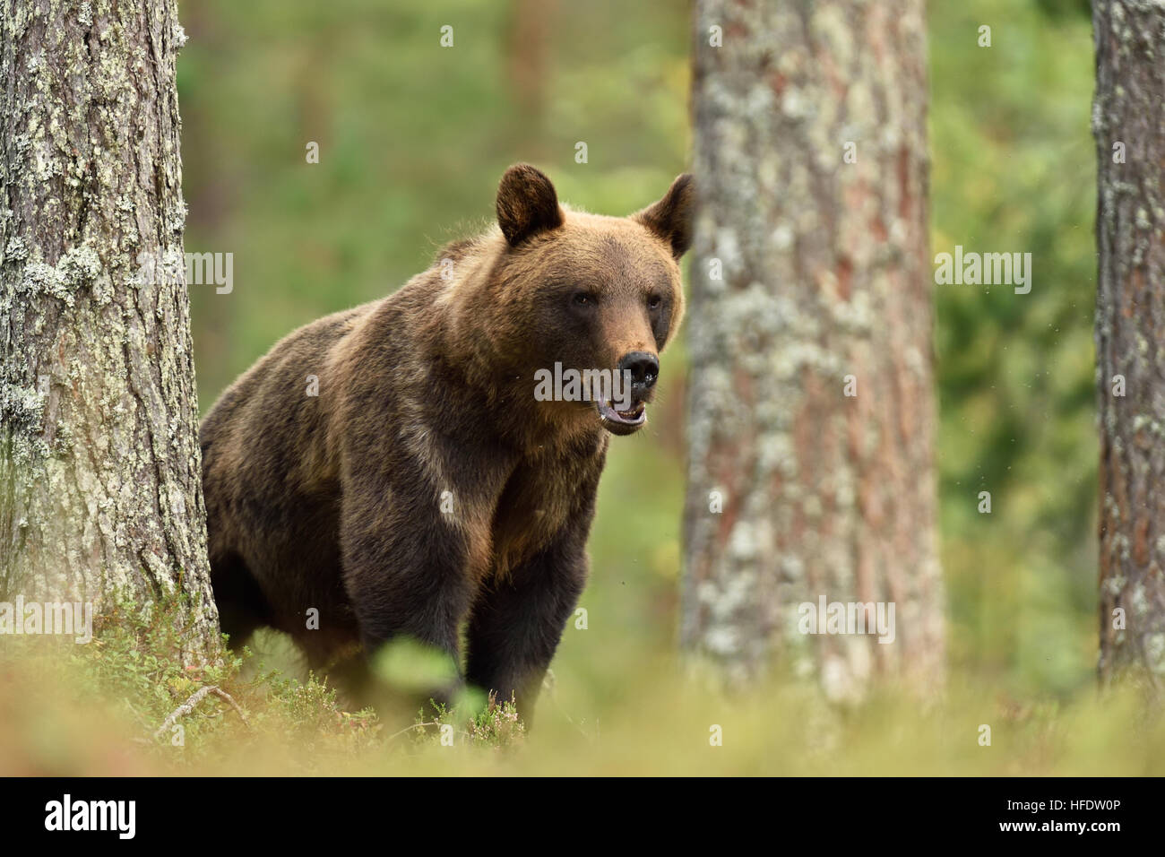 männlichen Bären im Wald. tragen Sie im Wald der Taiga. Stockfoto
