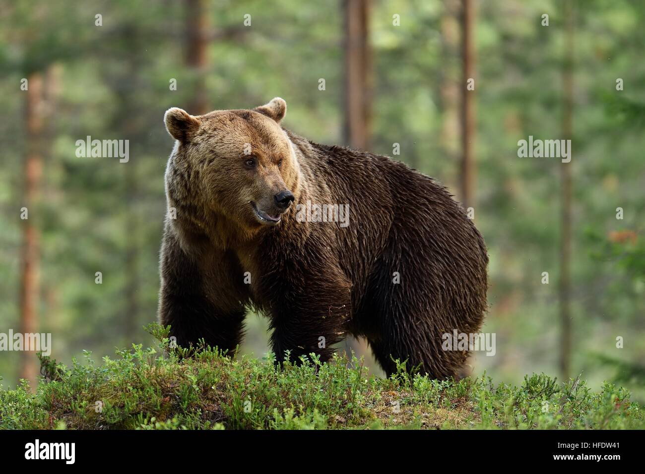 Großen männlichen Bären im Wald. Männlichen Bären in der finnischen Taiga. Stockfoto