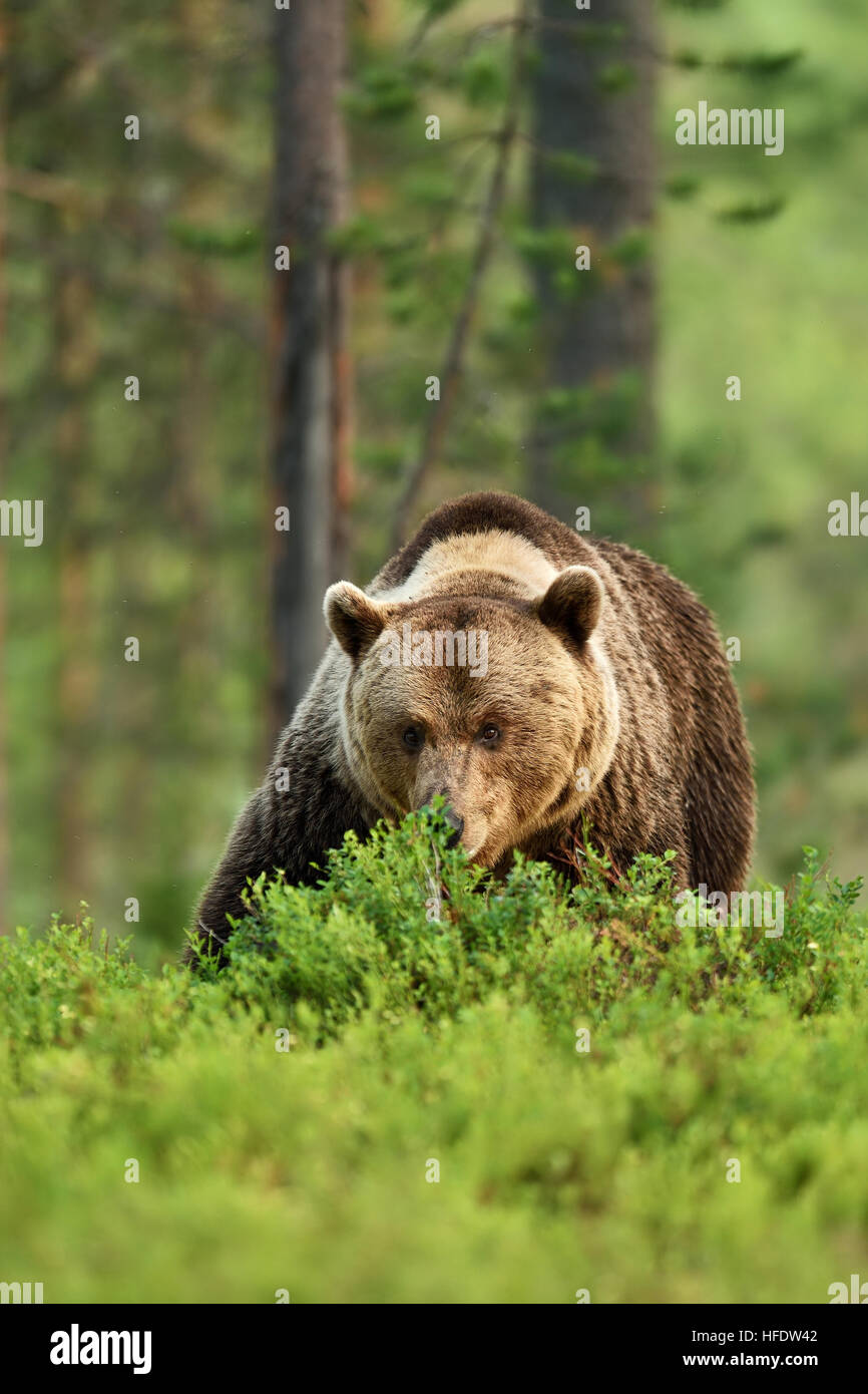 Männlichen Bären in der finnischen taiga Stockfoto