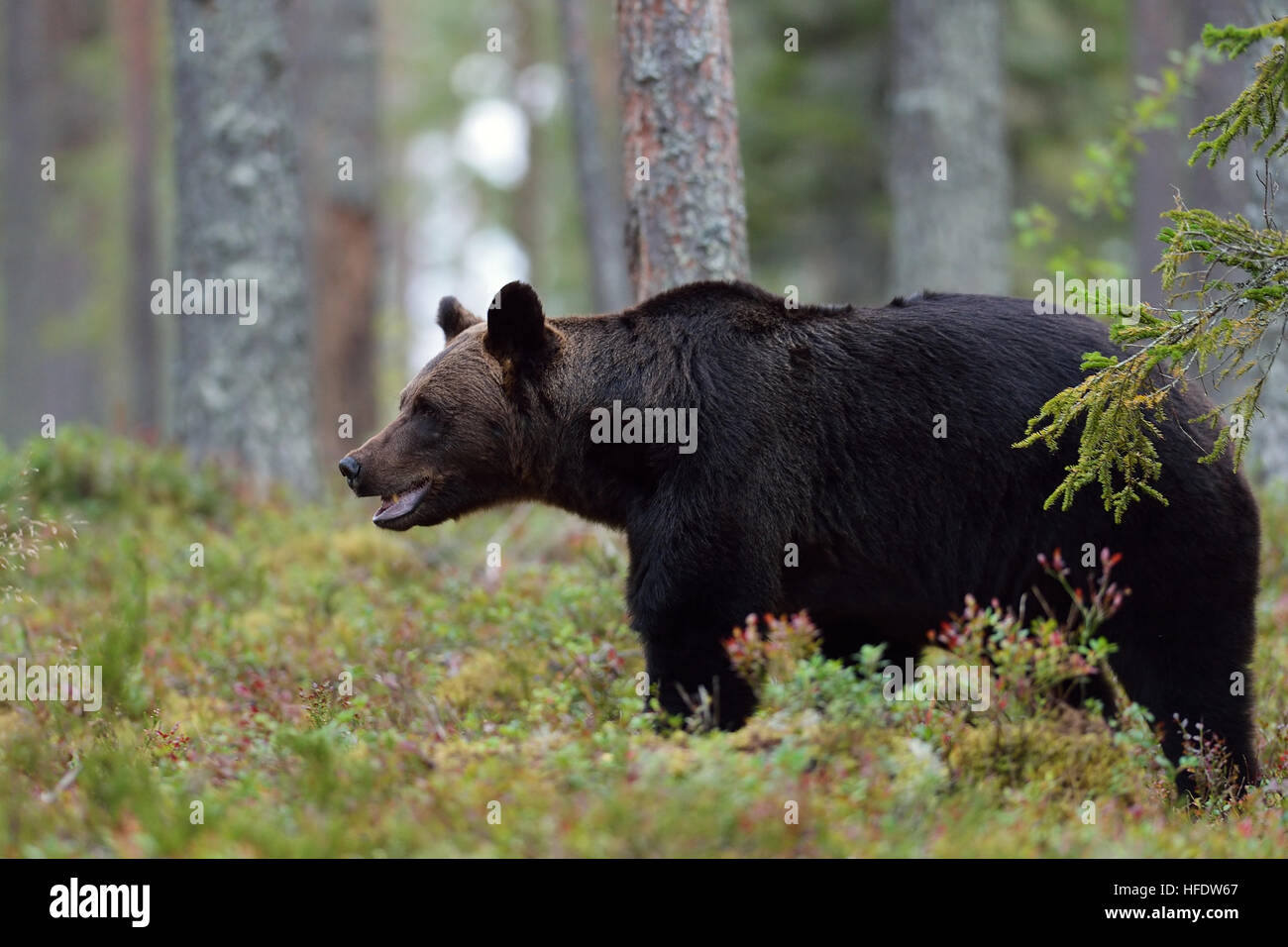 Braunbär im Wald Stockfoto