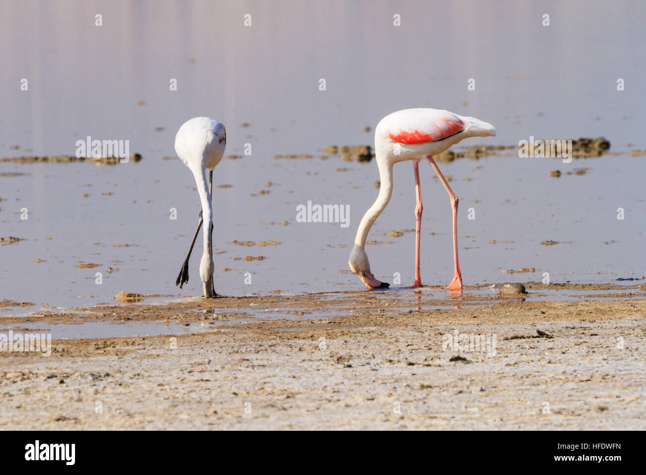 Küken und Erwachsenen Flamingo. Salzsee von Larnaka, Zypern. Stockfoto