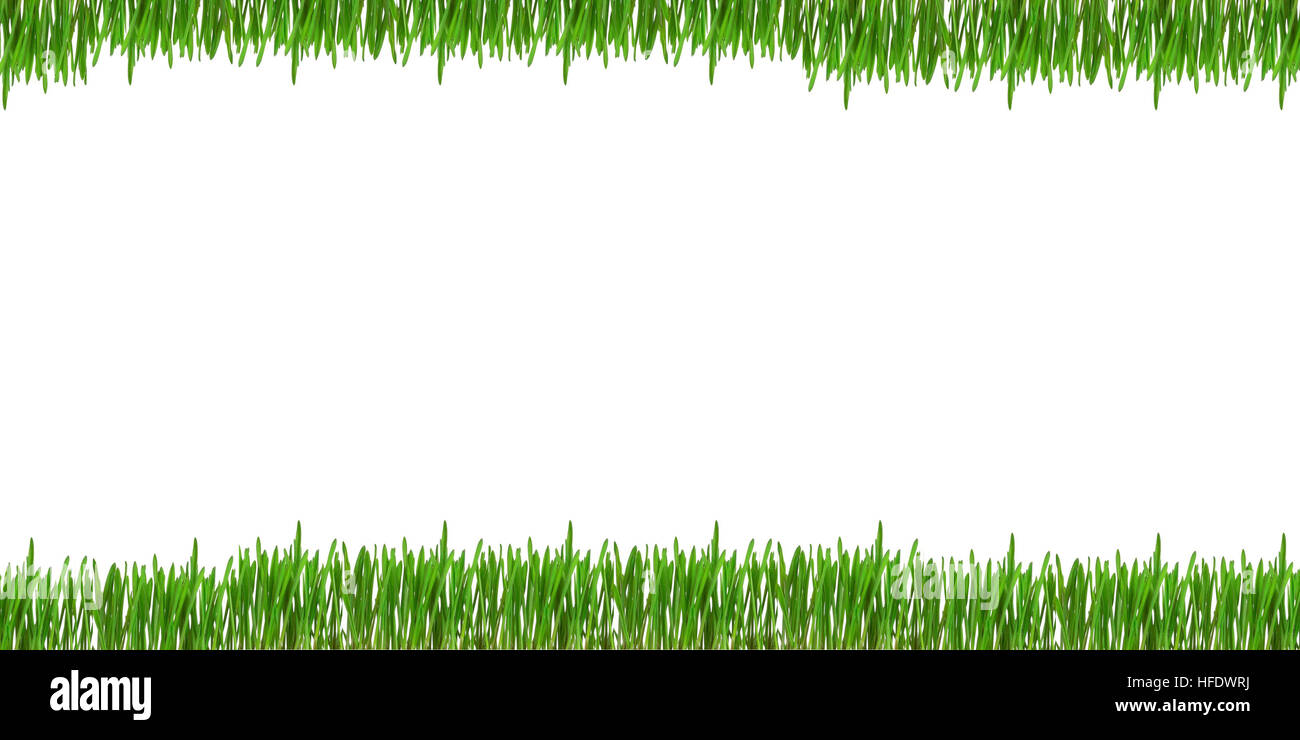 Grünen Rasen Blätter auf weißem Hintergrund Stockfoto