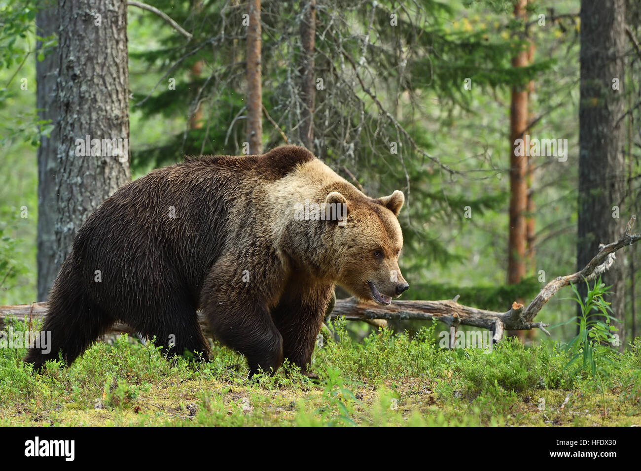 Braunbär, Wald-Hintergrund Stockfoto