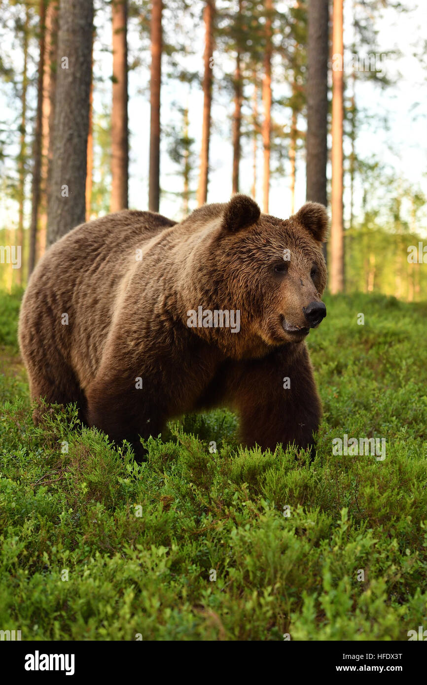 Europäischer Braunbär im Wald im Sommer Stockfoto