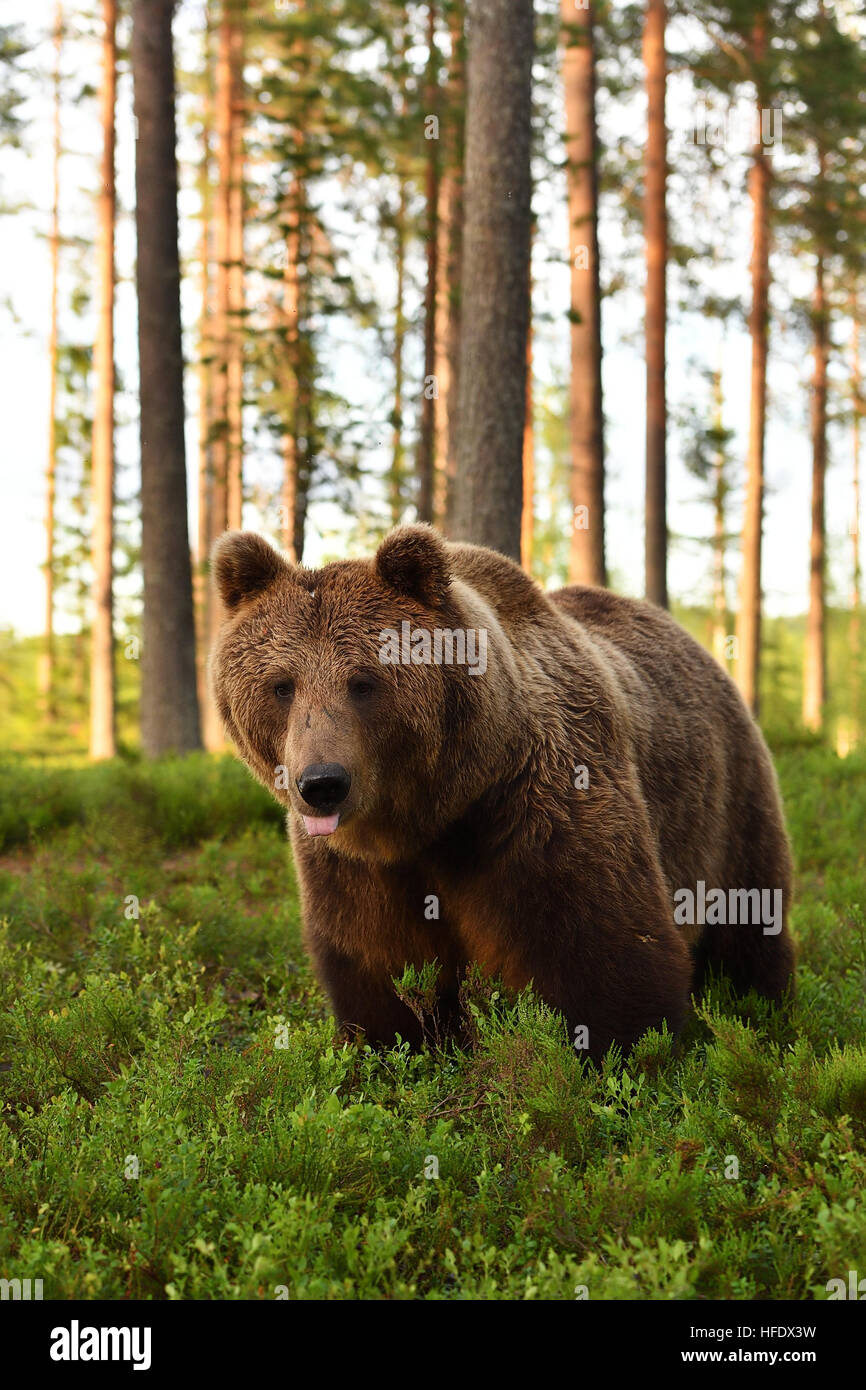 Europäischer Braunbär im Sommer Stockfoto