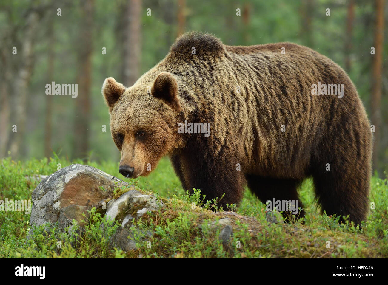 Braunbär (Ursus Arctos) Stockfoto