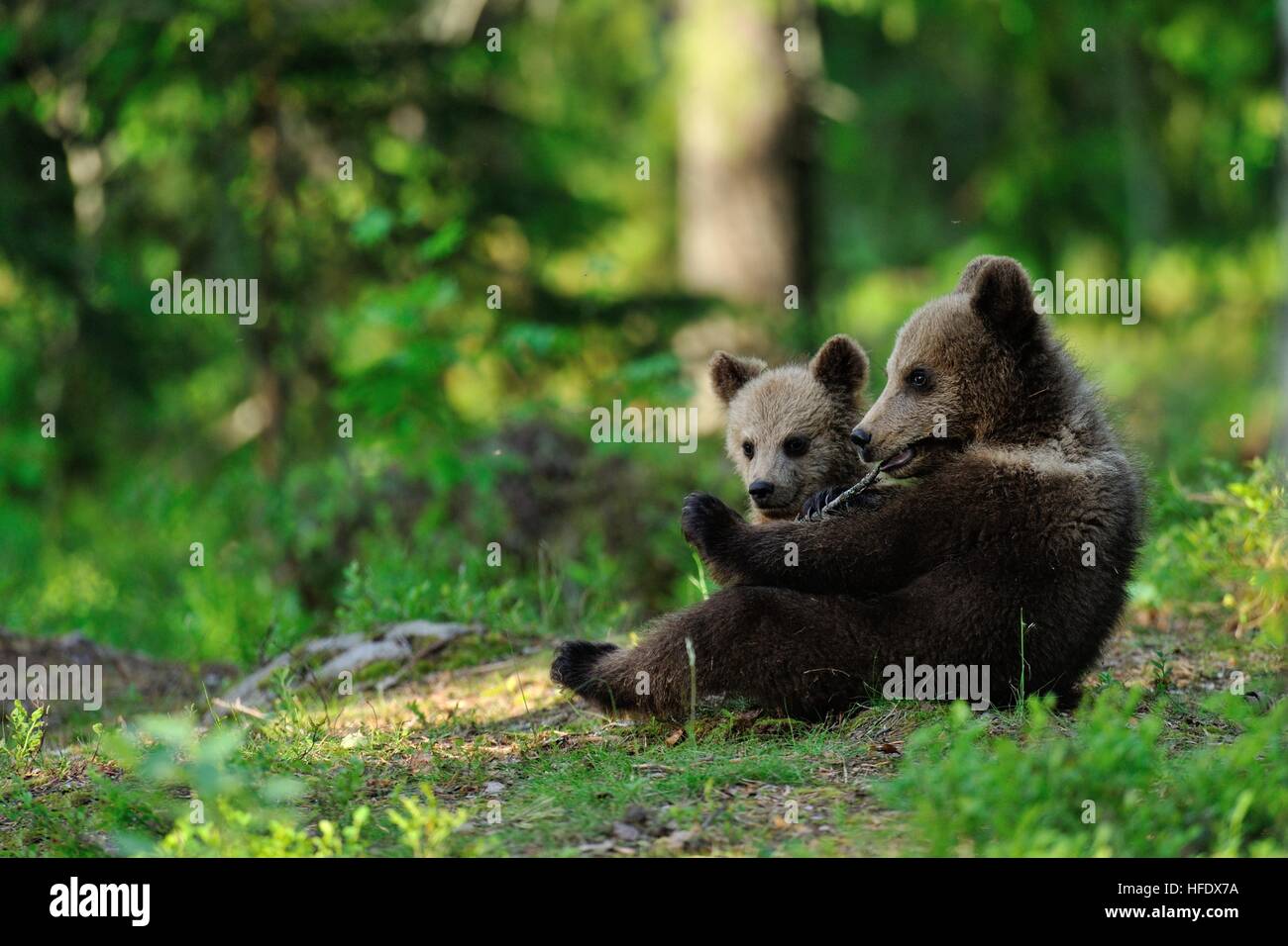 Brown Bear cubs Stockfoto