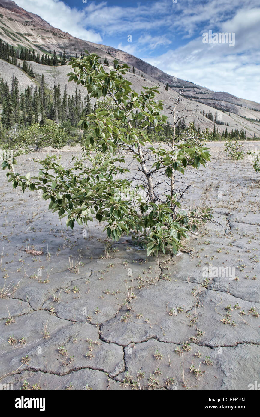 Trocknende Fluss Wohnungen des Flusses Slims in der Nähe von Kluane Lake im Yukon Kanada im Sommer. Stockfoto