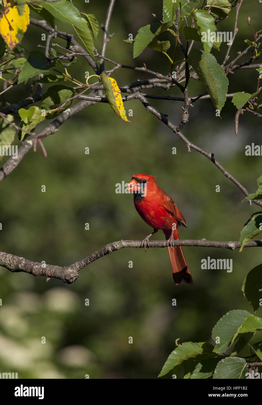 Ein männlicher nördlichen Kardinal, Cardinalis Cardinalis, mit genialen roten Gefieder in einem Baum in New Hampshire, USA thront. Stockfoto