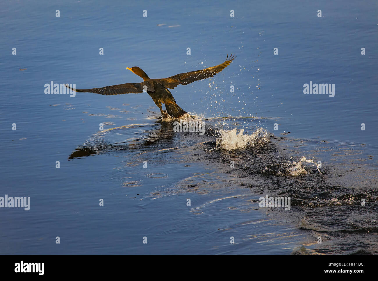 Ein Doppel-crested Kormoran Phalacrocorax Auritus, scheint auf dem Wasser zu gehen, wie es zieht. Stockfoto