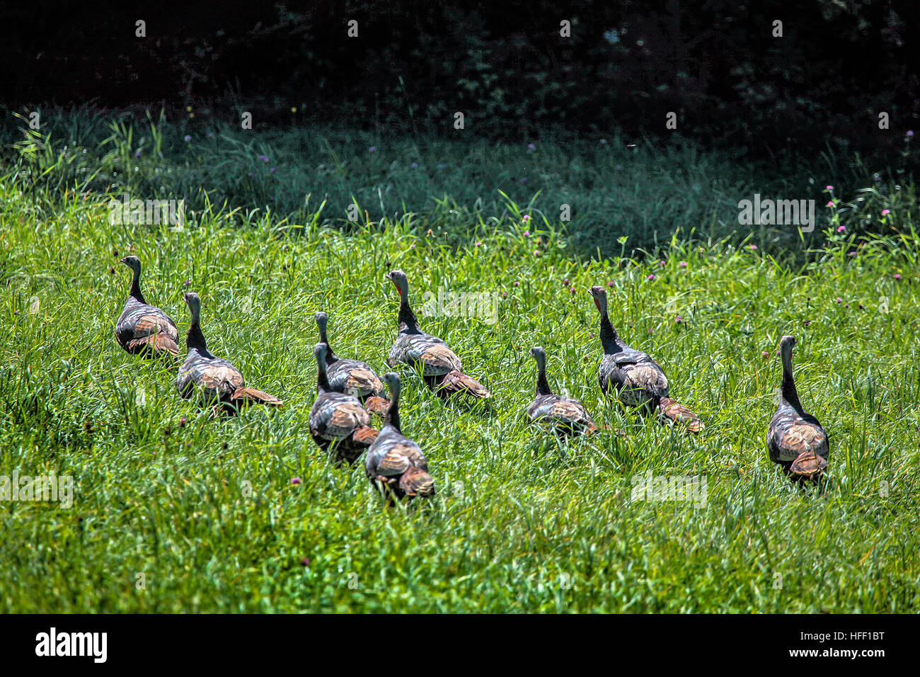 Eine Herde von wilde Truthähne, Meleagris Gallopavo Silvestris, machen ihren Weg durch ein Feld hohem Gras in New Hampshire. Stockfoto