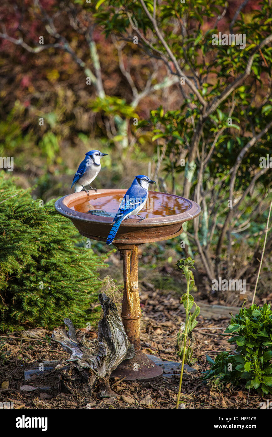 Zwei Blauhäher, Cyanocitta Cristata, stehen am Rand einer Terrakotta Vogeltränke in einem Hausgarten. Stockfoto