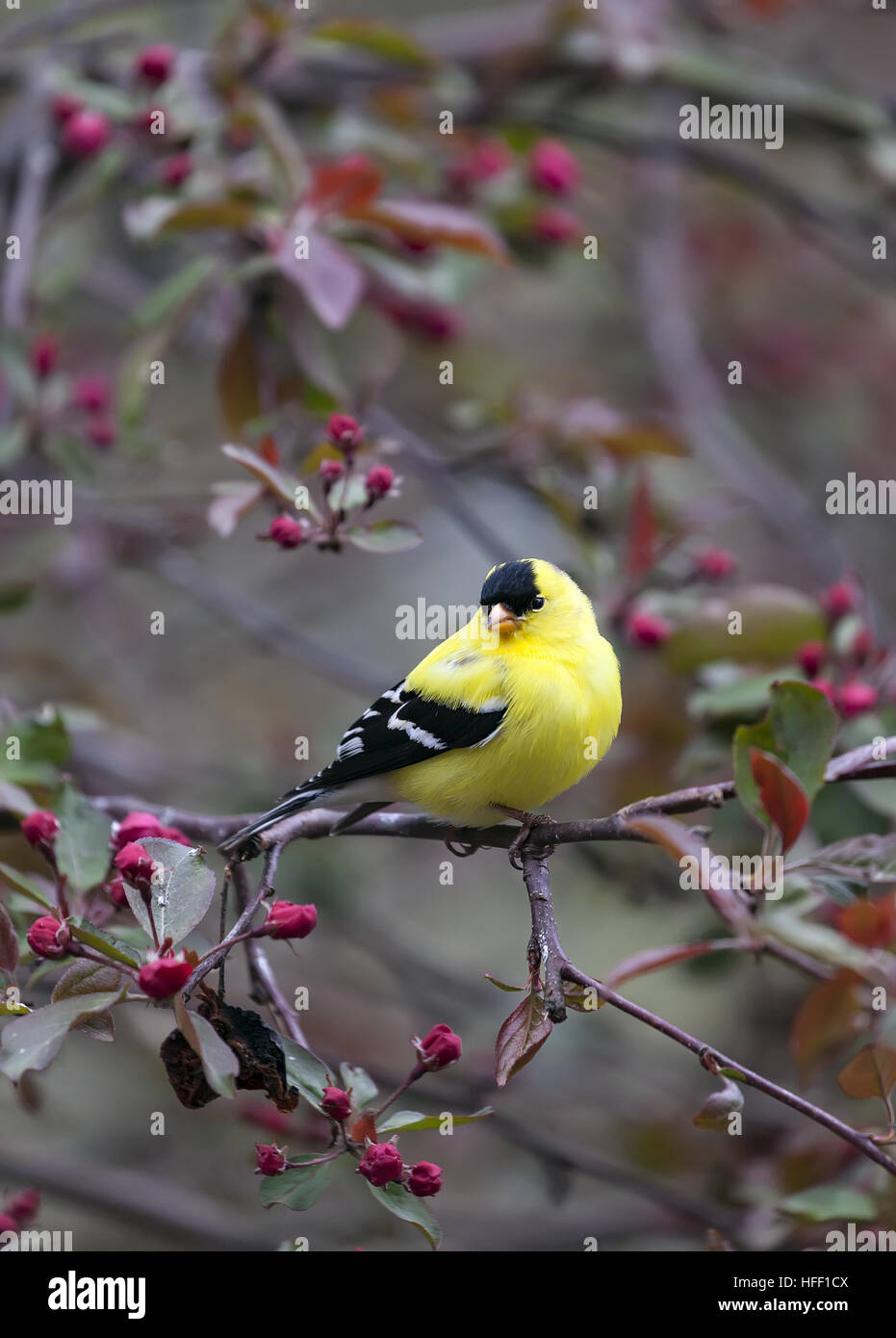 Der amerikanische Stieglitz, Spinus Tristis, im Frühjahr Zucht Gefieder zeigt glänzend gelben und schwarzen Gefieder. New Hampshire, USA Stockfoto