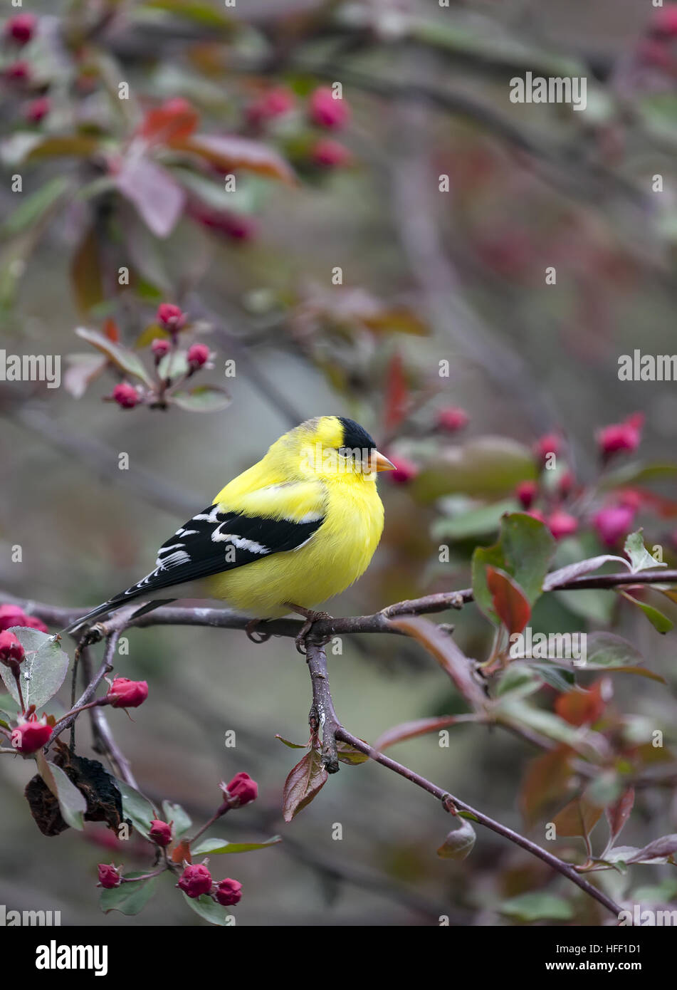 Erwachsenen, männlichen amerikanischen Stieglitz, Spinus Tristis, Staatsvogel von New Jersey, USA. Stockfoto