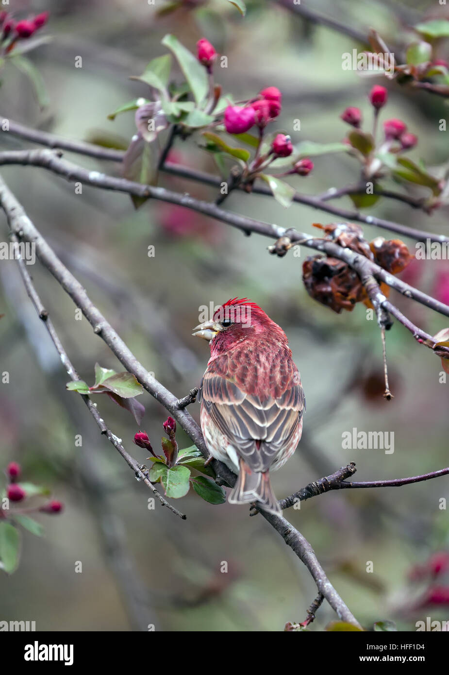 Lila Finch, Haemorhous Purpureus ist der Staatsvogel von New Hampshire, USA. Stockfoto