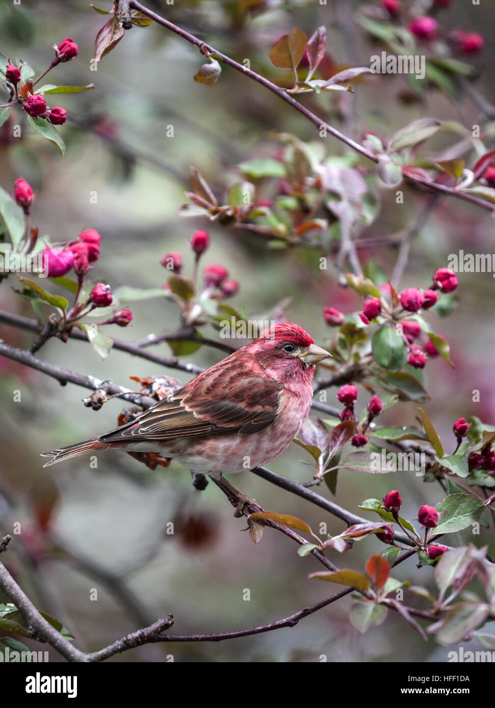 Männlichen violetten Finch hocken in einem Apfelbaum in New England, USA. Stockfoto