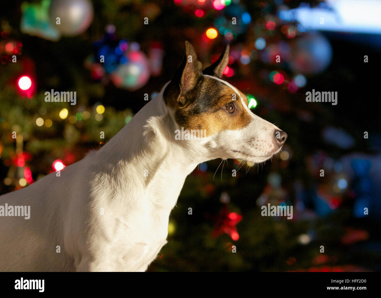 Seitenansicht von einem Jack Russell Terrier Hund sitzt vor einem Weihnachtsbaum. Stockfoto