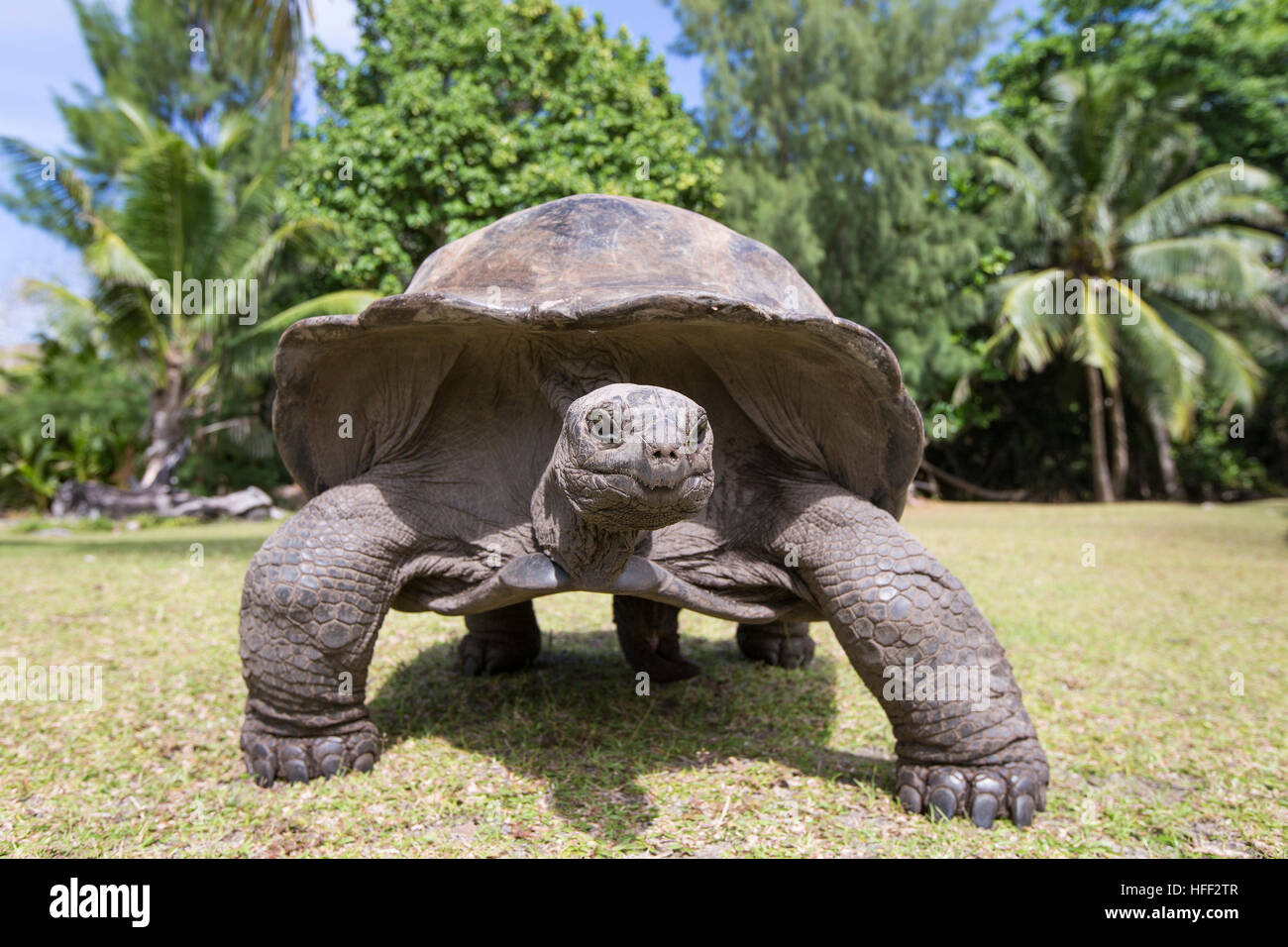 Aldabra Riesenschildkröte auf tropischen Insel auf den Seychellen Stockfoto