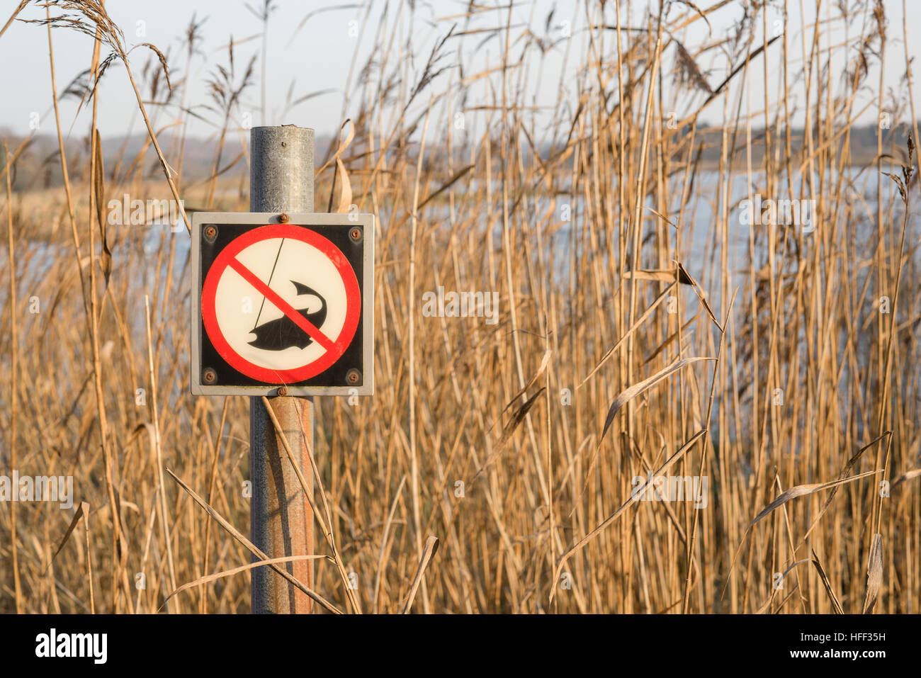 Angeln verboten Schild an einem See im Herbst mit hohen Schilf im Hintergrund und ein Post mit einem Fischerei-Verbot-symbol Stockfoto